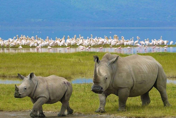 Nairobi: Nakuru National Park and Lake Naivasha Day Tour
