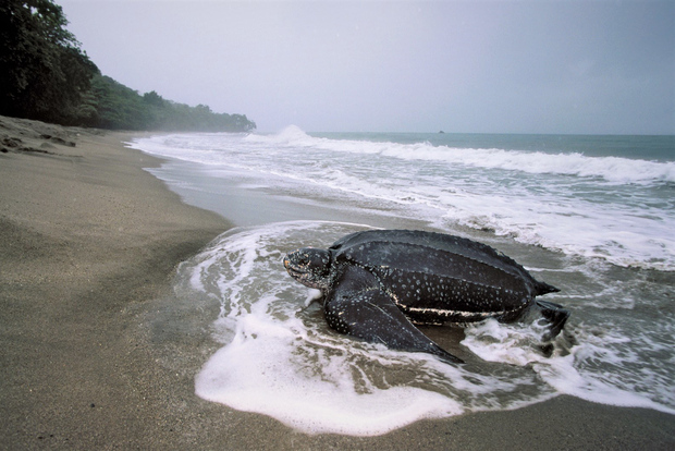 Puerto España: Observación de la Migración de Tortugas en la Playa de Matura