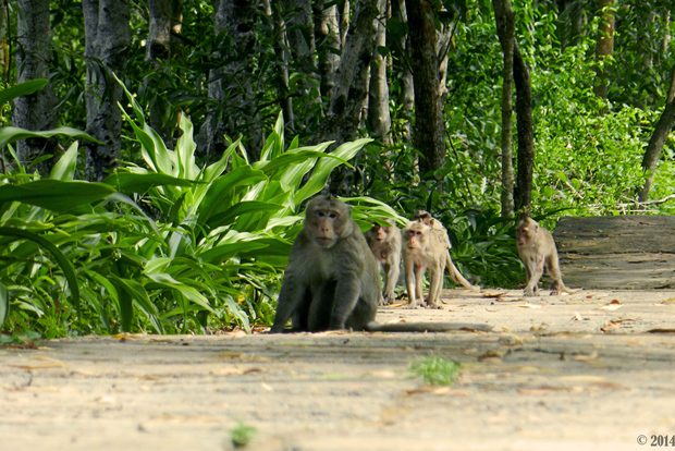 Ho Chi Minh: Tour privato della foresta di mangrovie di Can Gio