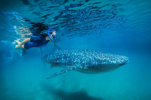 Desde Cabo: Bucea con tiburones ballena en La Paz