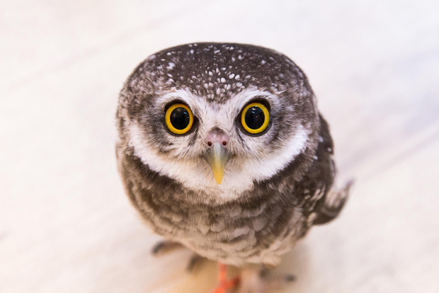 Owl Cafe Tokyo Akiba Fukurou