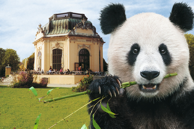 Vienna: Biglietti di ingresso prioritario per lo zoo di Schönbrunn