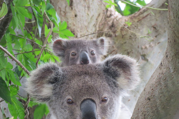 Byron Bay: Full-Day Wildlife Safari