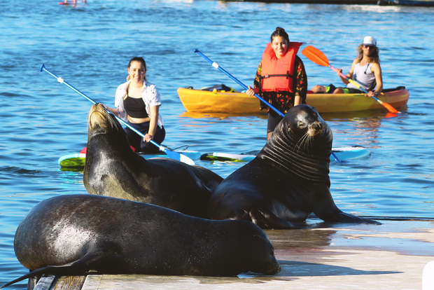 Marina Del Rey: Tour in kayak e paddleboard con i leoni marini