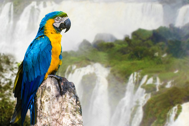 Puerto Iguazú: Excursión a las Cataratas del Iguazú Lado Brasileño y Parque de las Aves
