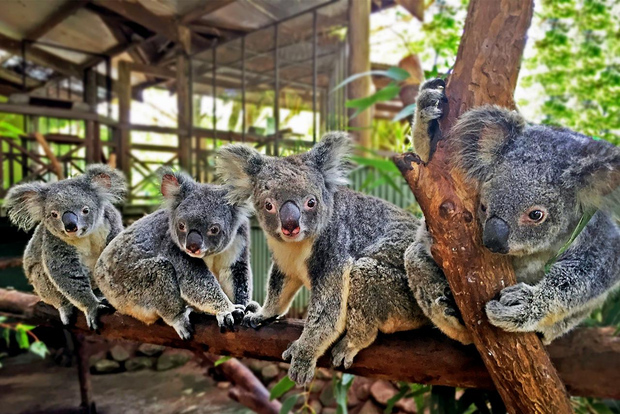 Kuranda, Cairns & Port Douglas Multi-Park Paket