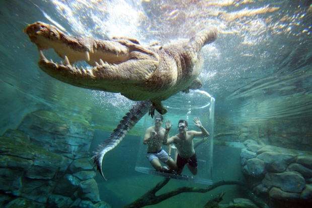 Nuoto con il coccodrillo "Gabbia della morte" e ingresso alla Crocosaurus Cove