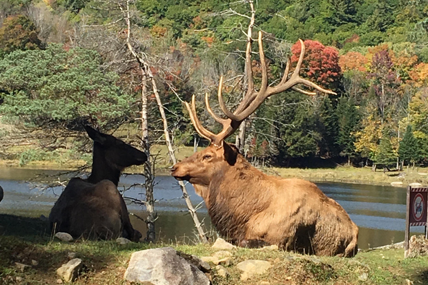 Montreal: Private Day Tour to Parc Omega & Montebello Lodge