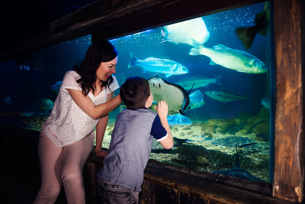 Manchester: Biglietto d'ingresso al SEA LIFE