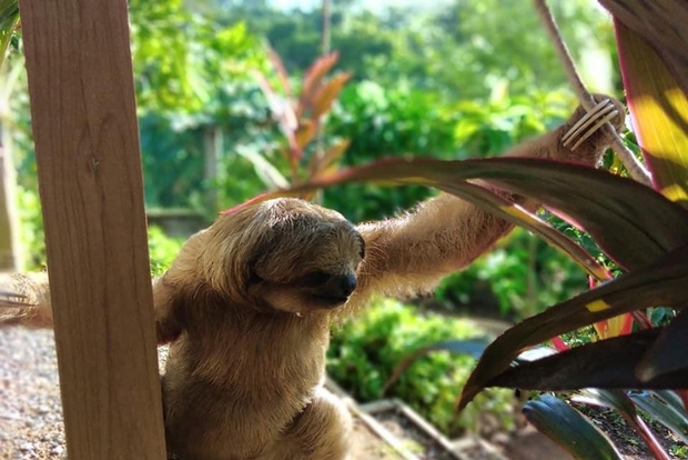 Roatán: Excursión Privada al Santuario de Monos y Perezosos