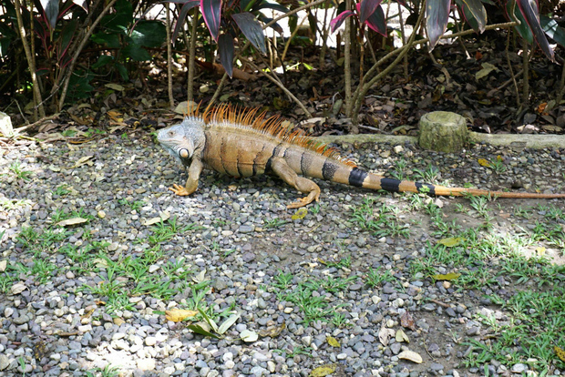 Roatán: Parque Natural de la Preservación de Gumbalimba y Escapada a la Playa