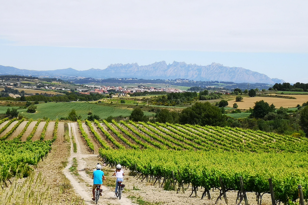 巴塞罗那:半日葡萄酒和电动自行车导览游