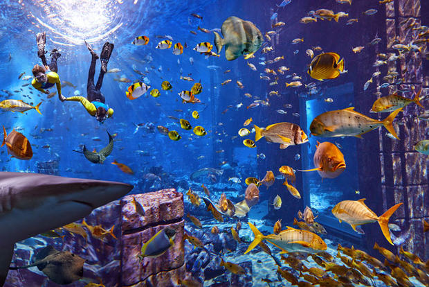 Dubai: Experiencia de snorkel en el Acuario de las Cámaras Perdidas