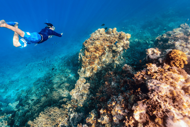 Au départ de Dubaï : Excursion de plongée en apnée à Dibba Al-Fujairah