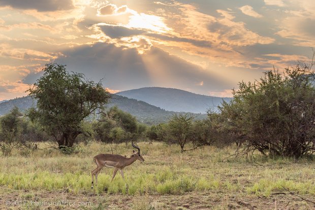 Från Johannesburg: Pilanesberg National Park Safari