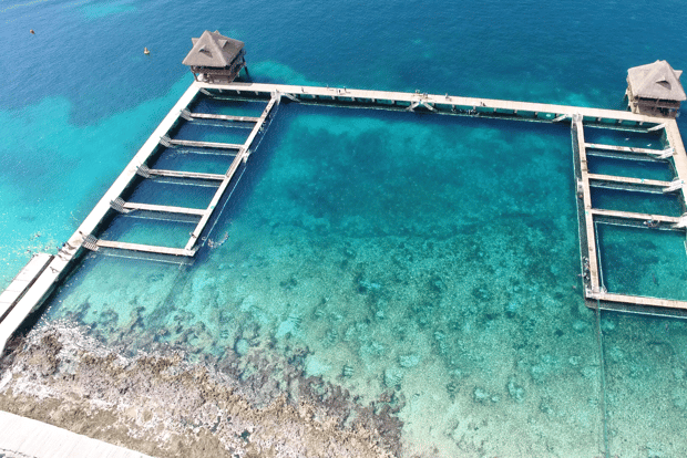 Cozumel: Nado Real con Delfines e Interacción con Manatíes