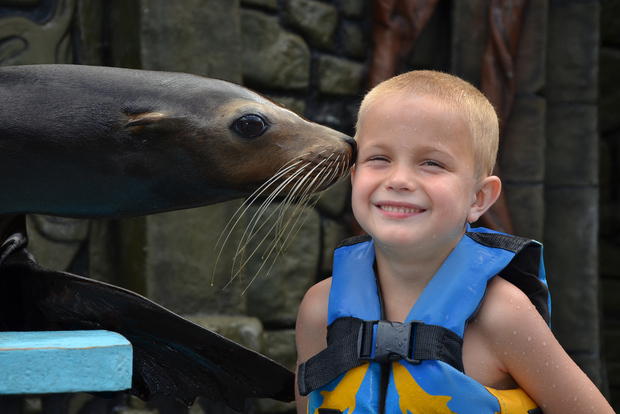 Cozumel: Programa de Leones Marinos en el Parque de Aventuras de la Playa de Chankanaab