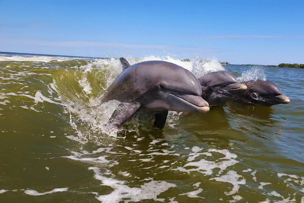 Everglades Nationalpark: Öko-Tour mit dem Motorboot