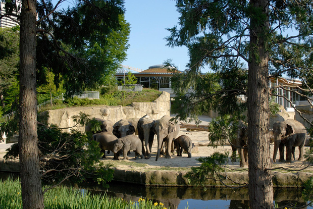 Colonia: biglietto d'ingresso per lo zoo e l'acquario di Colonia