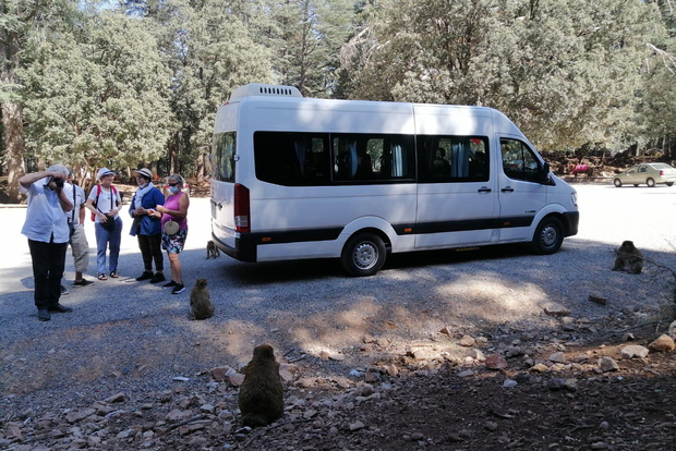 Da Fez: Escursione di un giorno nel Medio Atlante con il Parco Nazionale di Ifrane