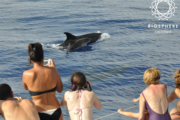 Funchal: Land and Sea Jeep Tour and Dolphin Watching