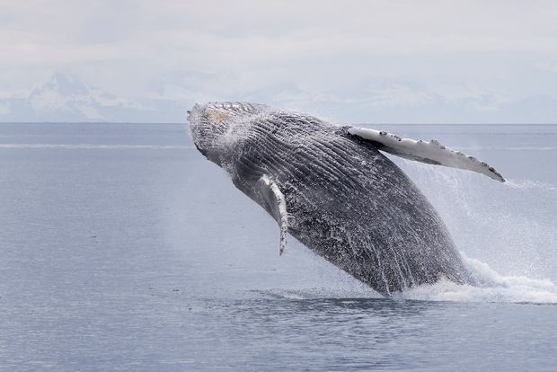Juneau: osservazione delle balene e crociera della fauna selvatica con guida locale