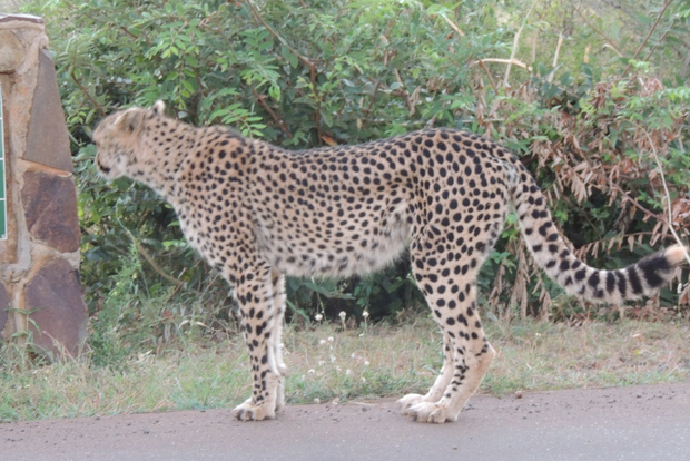 Parque Marloth: Safari por el Parque Nacional Kruger
