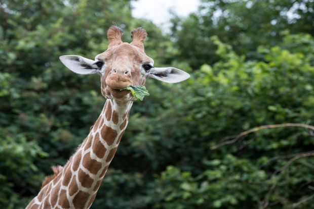 Dunstable: Whipsnade Zoo Full-Day Entrance Ticket