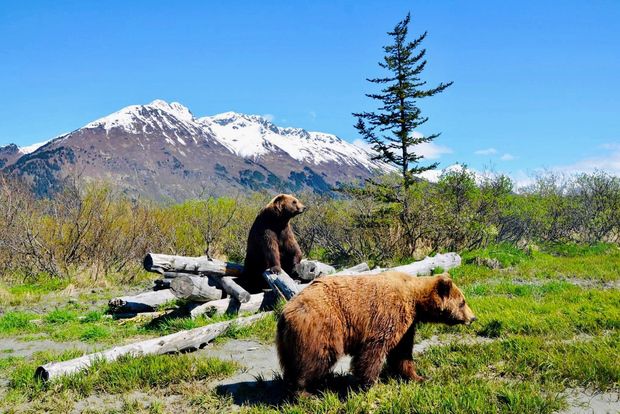Alaska Wildlife Conservation Center: Admission Ticket