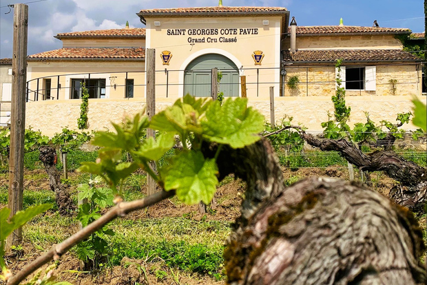 Saint-Émilion: Bordeaux Weinbergstour und Weinverkostung