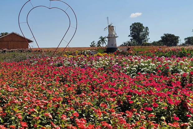 San Paolo: escursione guidata alla fattoria dei fiori colorati Holambra
