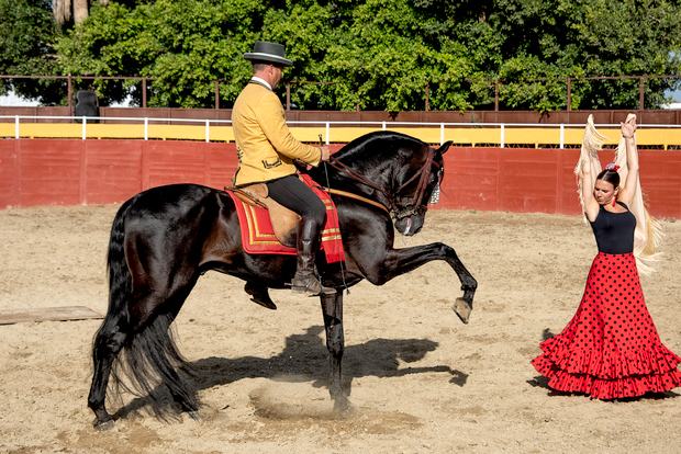 Fuengirola: Spanish Horse Show with Dinner & Flamenco Show