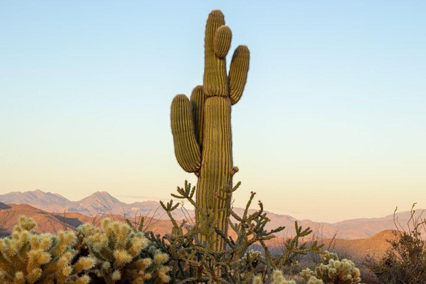 From Scottsdale: Sonoran Desert & Tonto National Forest Trip