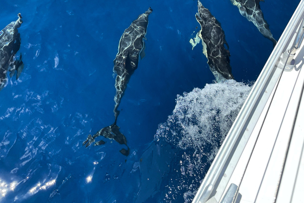 Morro Jable: Utflykt med segelbåt med mat och dryck