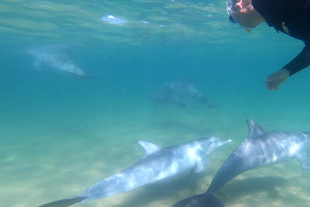Bunbury: Swim with Dolphins Tour