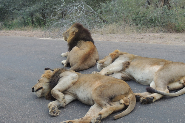 Parque Nacional Kruger: Safari de día completo con servicio de recogida