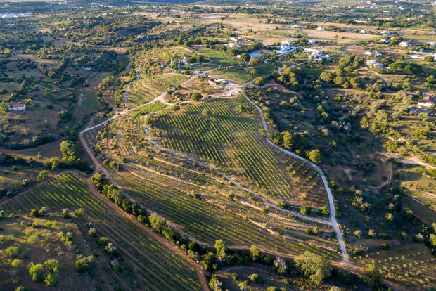 Portici: tour dei vigneti dell'Algarve ed esperienza di degustazione di vini