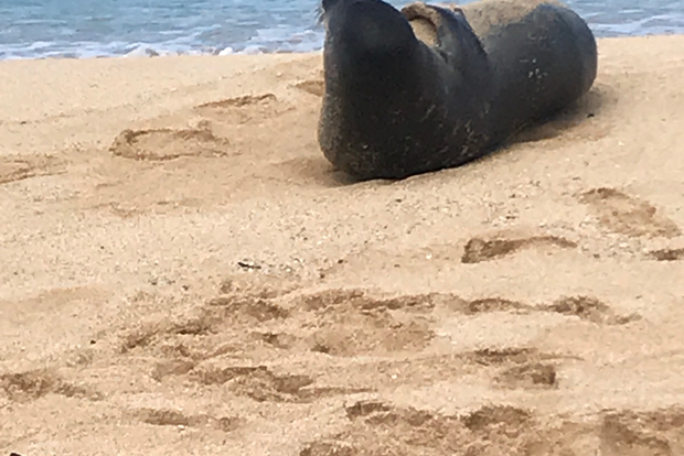 Oahu: Waimea Falls & valley & North Shore day