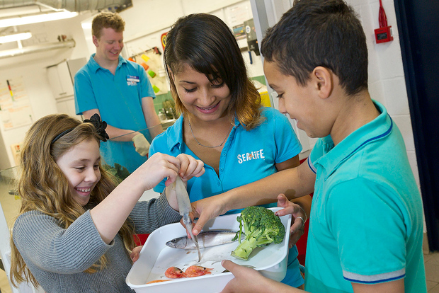 Oberhausen: SEA LIFE Ticket und Tour hinter die Kulissen