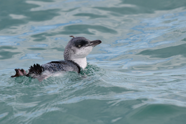 Akaroa: Scenic Coastline Wildlife Cruise