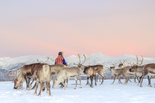 Tromsø: tour culturale del ranch delle renne e dei lapponi con pranzo