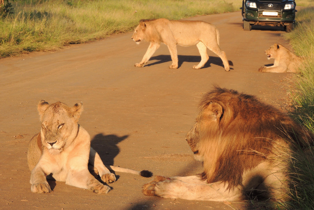 Parque Nacional Kruger: Safari de observación de la fauna salvaje
