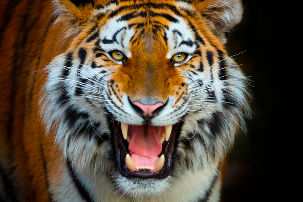 Benidorm: Terra Natura temapark dagsbiljetter