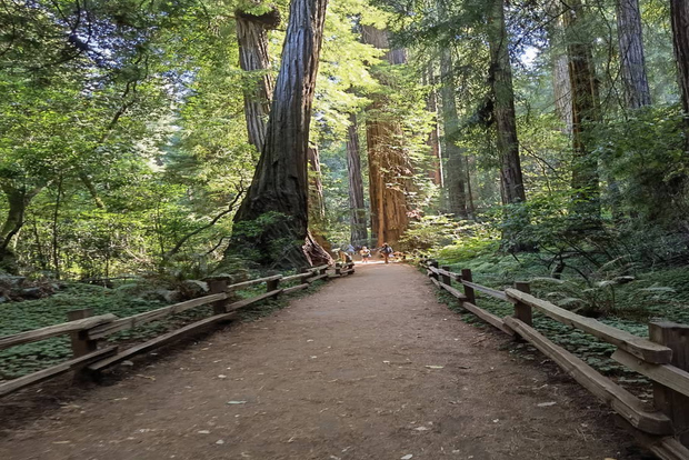 San Francisco: Full-Day City Tour w/ Muir Woods & Sausalito