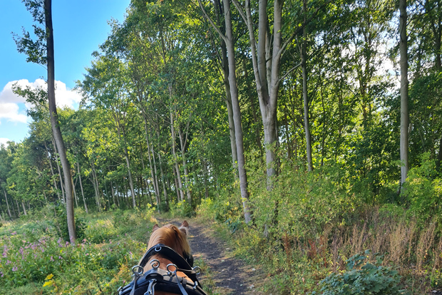 York: Private Horse-Drawn Carriage Ride and Afternoon Tea