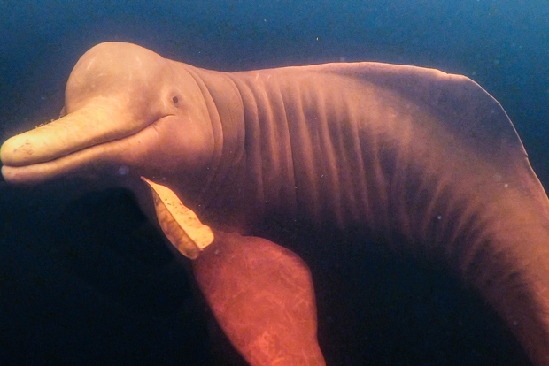 From Manaus: 3, 4, or 5-Day Tour at Tapiri Anavilhanas Lodge