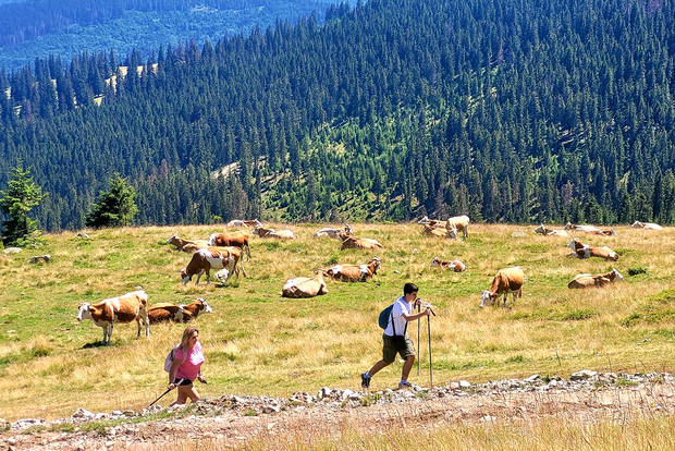 Von Cluj-Napoca aus: Tageswanderung zum Vlădeasa-Gipfel