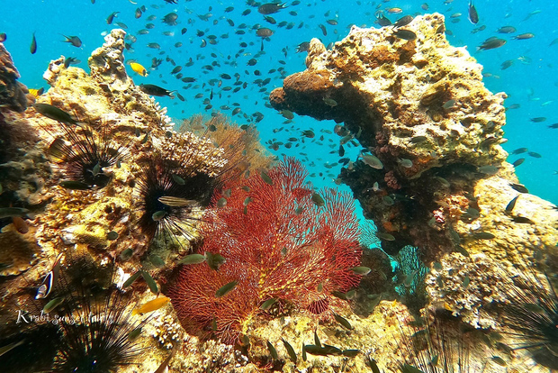 Krabi: Phi Phi Islands Sunset Boat Tour with Guide and Lunch