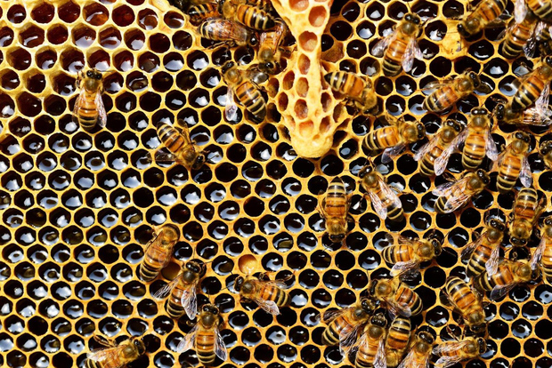 Cefalonia: esperienza privata di degustazione di olio d'oliva, miele e vino