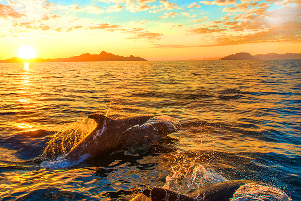 Pula: Nationalparken Brijuni Dolphin Cruise med middag